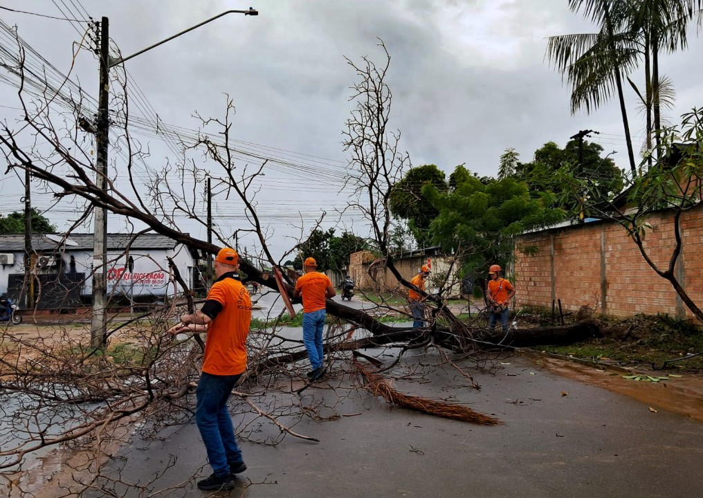 Defesa Civil retira árvore caída no Santa Tereza após forte chuva em Boa Vista